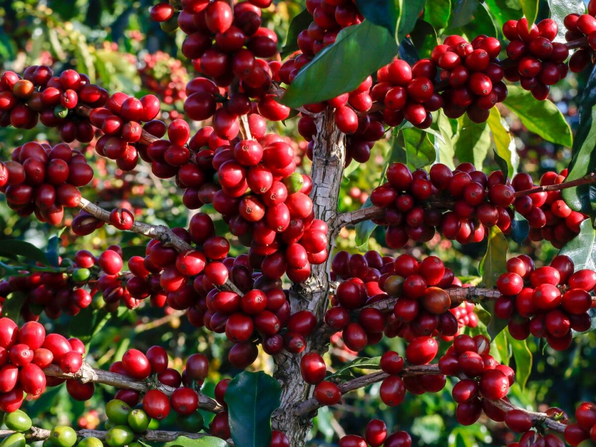 639197933679257536_vietnam-coffee-bean-price-5-1200x900.jpg