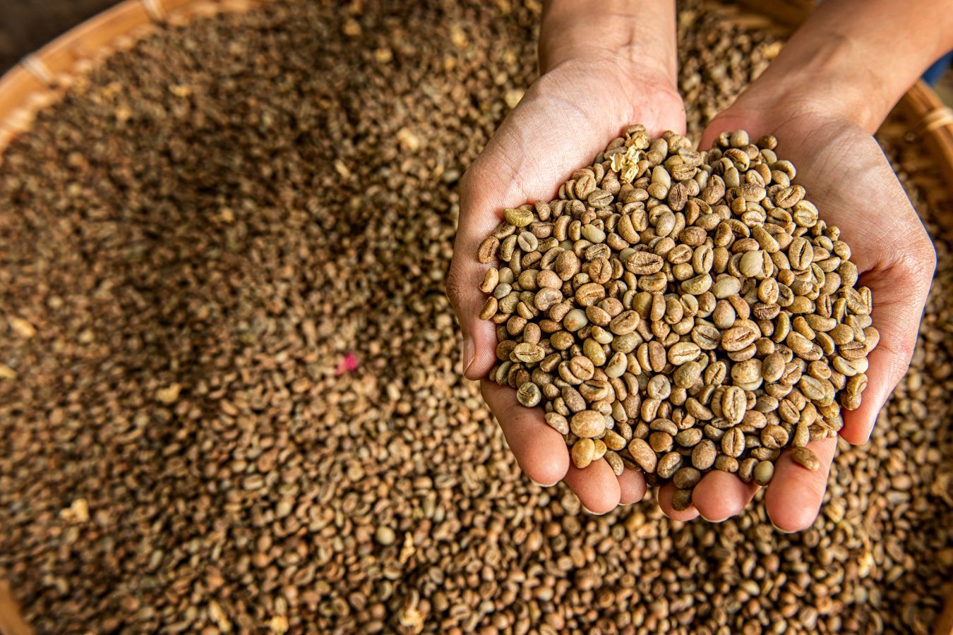 639197933679413748_Robusta-Green-Coffee-Beans-From-Helena-Coffee-Vietnam.jpg