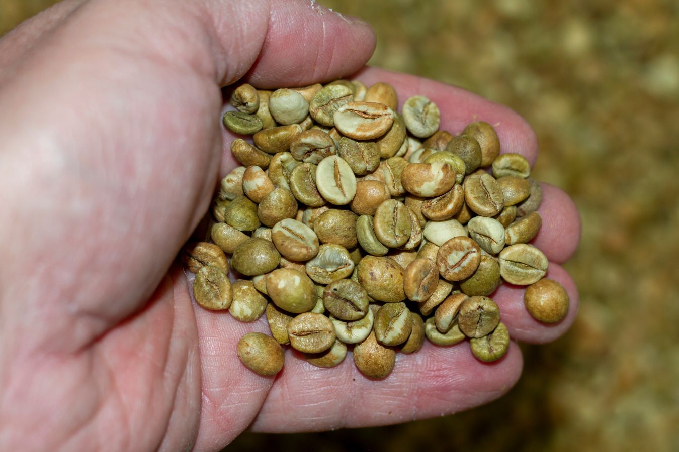 639197947561804425_Vietnamese-Green-Coffee-Beans-3.jpg