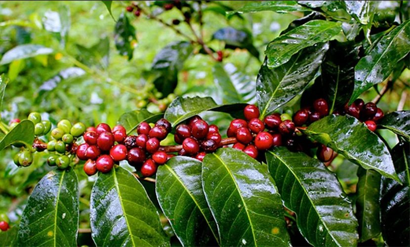639197947562436237_vietnamese-coffee-trees.jpg